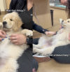 La primera visita al veterinario de un Golden Retriever enternece a las redes sociales: “Es pequeño pero valiente”