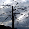 El esqueleto del bosque quemado