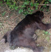 Se investiga como posible caso de furtivismo la muerte de un oso pardo en Belmonte