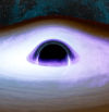 Estupor entre los científicos ante el descubrimiento de un agujero negro que cayó dentro de una estrella y se la comió desde dentro