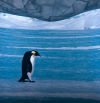 Te invitamos a vivir la Antarctica Experience