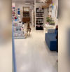 Un muflón se cuela en una farmacia de Canet de Mar