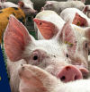 Claves del día | Peste porcina: sin ningún riesgo para humanos