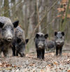 Constituida la Taula del Senglar para combatir la sobrepoblación de jabalíes en Catalunya