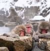 Un baño contra el frío: el ritual de los macacos japoneses en las aguas termales de Jigokudani
