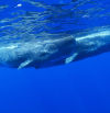 El Convenio sobre Cetáceos reclama a España medidas para proteger rorcuales y cachalotes
