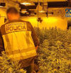 Desmanteladas tres plantaciones de marihuana en las provincias de Alicante y Tarragona
