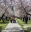 Los almendros de la Quinta de los Molinos anuncian la llegada de la primavera en Madrid