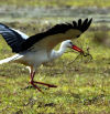 ¿La cigüeña ya anuncia la primavera?