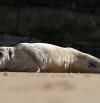Una joven foca gris aparece en la playa de La Concha de San Sebastián
