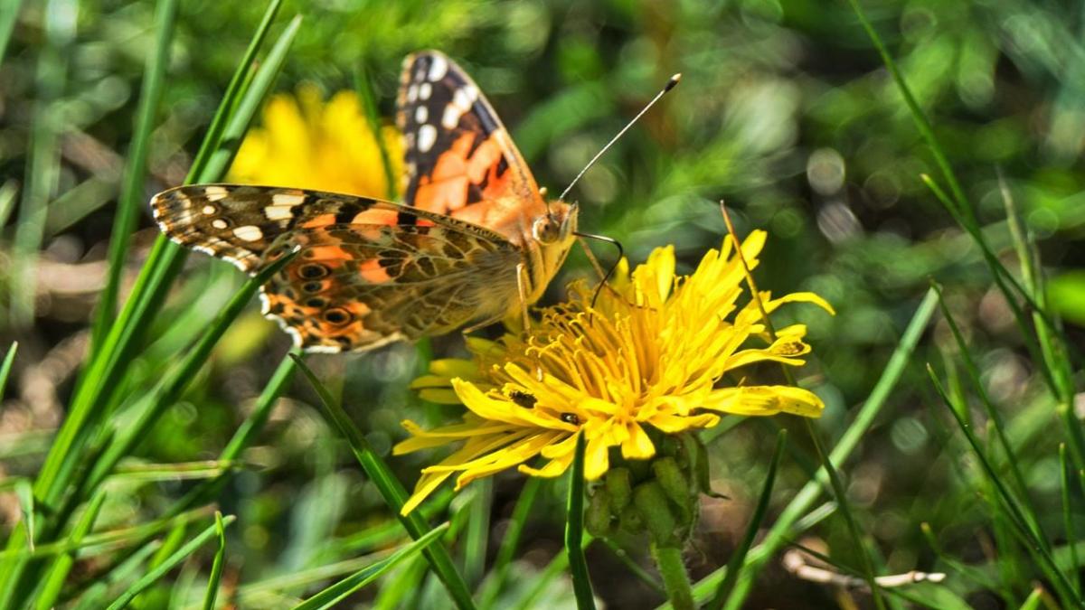 Bioindicadores de la calidad del aire y del agua