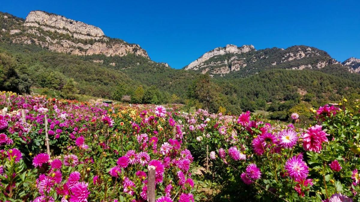 El pequeño paraíso de las dalias en el Berguedà