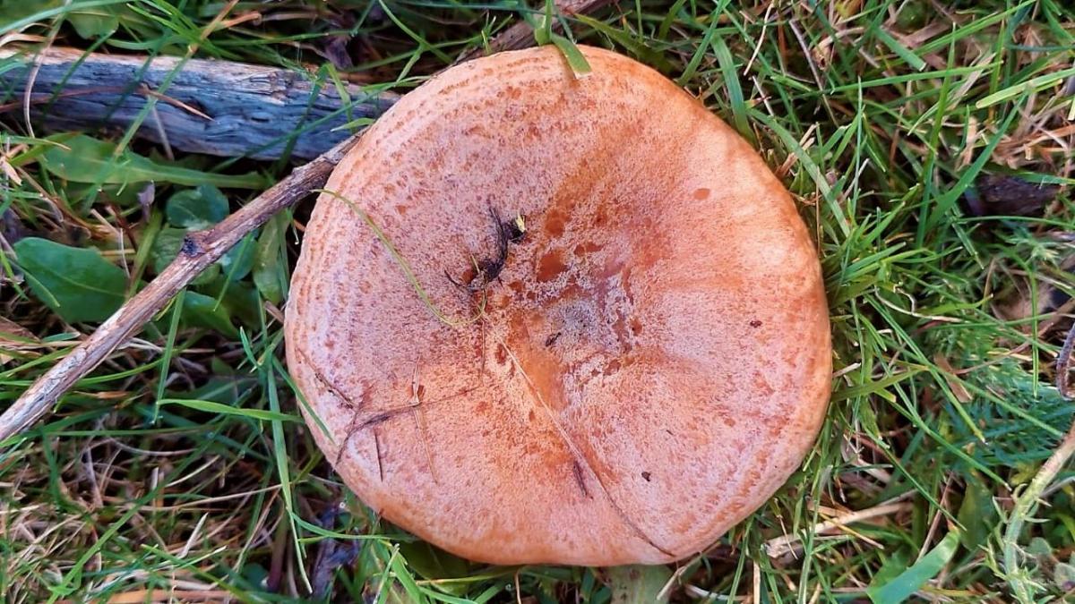 El valle donde el otoño da sus frutos