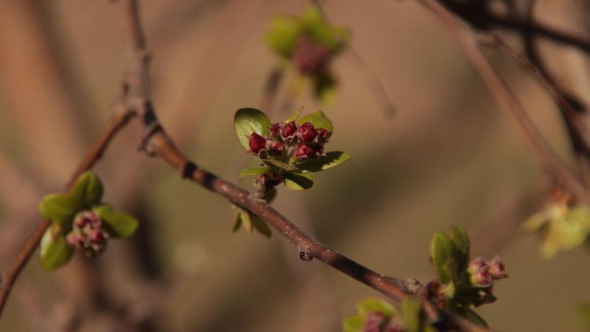 Un árbol con más de 15.000 años de belleza