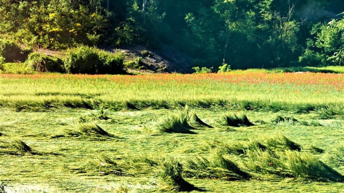 El viento que agita la cebada en el Lluçanès