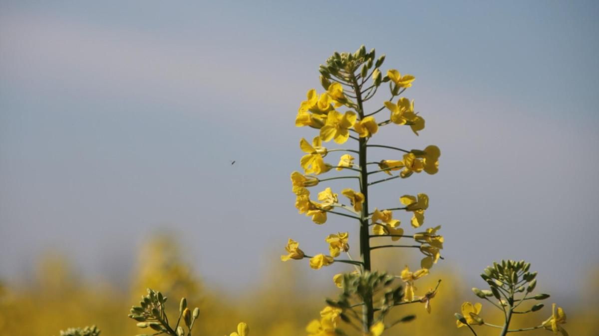 Cómo inmortalizar el vuelo del mosquito
