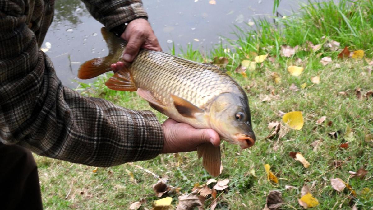 Hasta los peces huyen del río