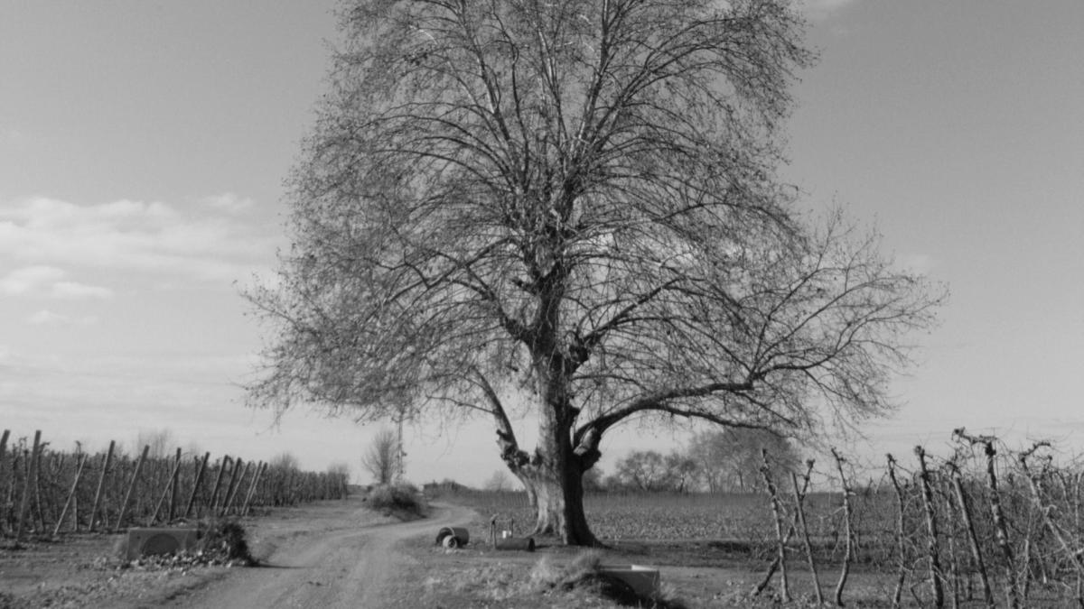 El gran árbol de Tornabous en blanco y negro