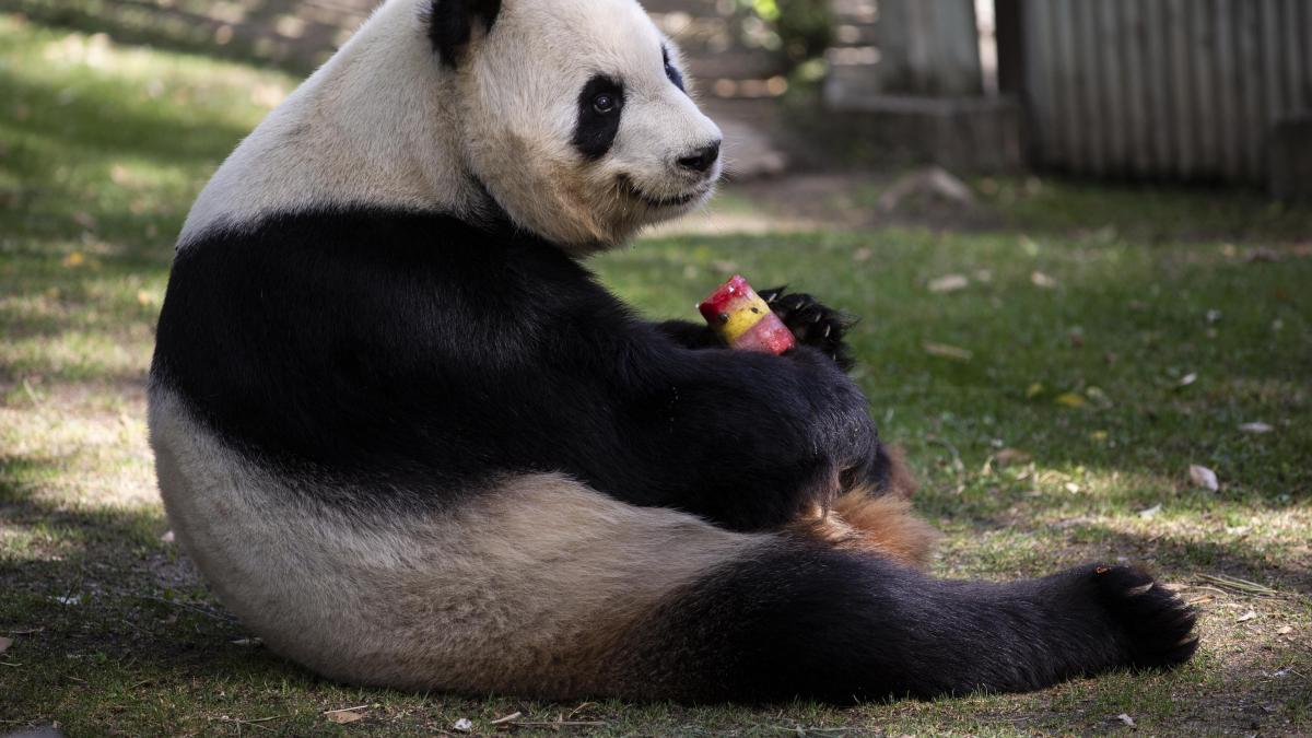 Los osos panda que China regaló a Juan Carlos y Sofía se jubilan y vuelven a su casa