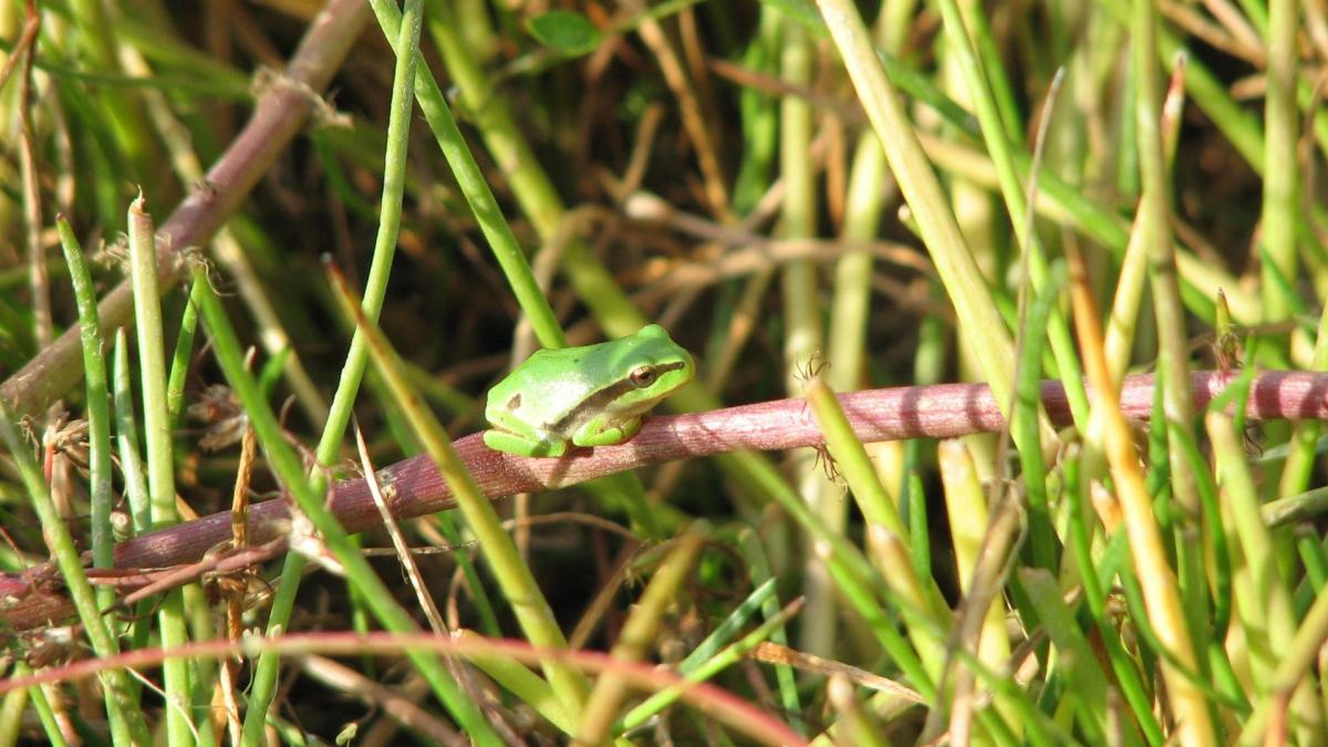 La ranita camaleón que cambia de color