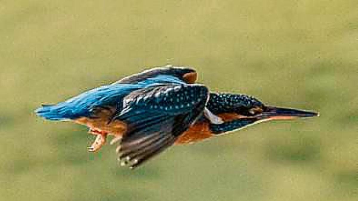 Los días alciónicos