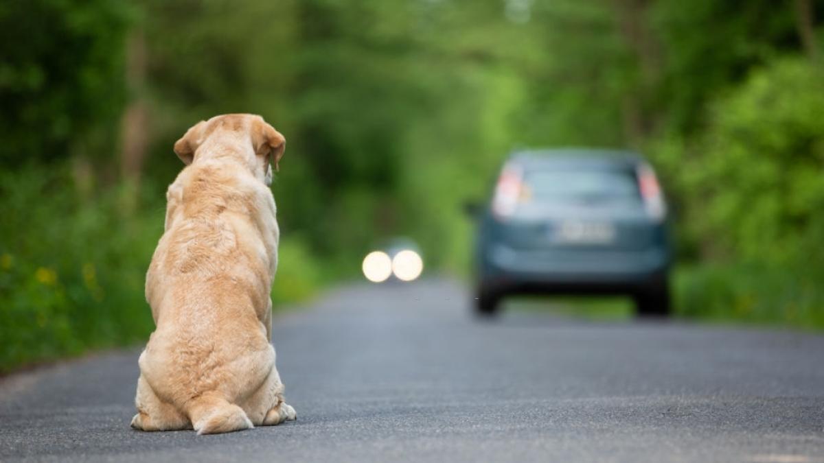 Expertos piden que se deniegue la custodia de los hijos a los padres que maltraten a las mascotas