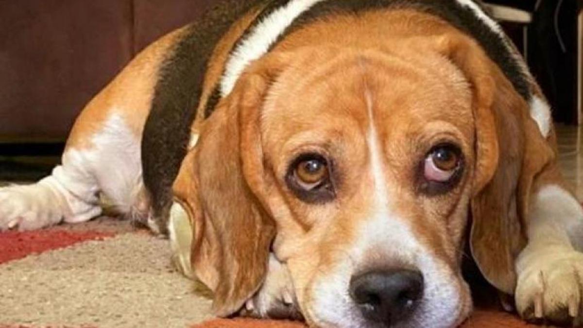 La nueva ley de protección animal obligará a realizar cursos de formación antes de tener perro