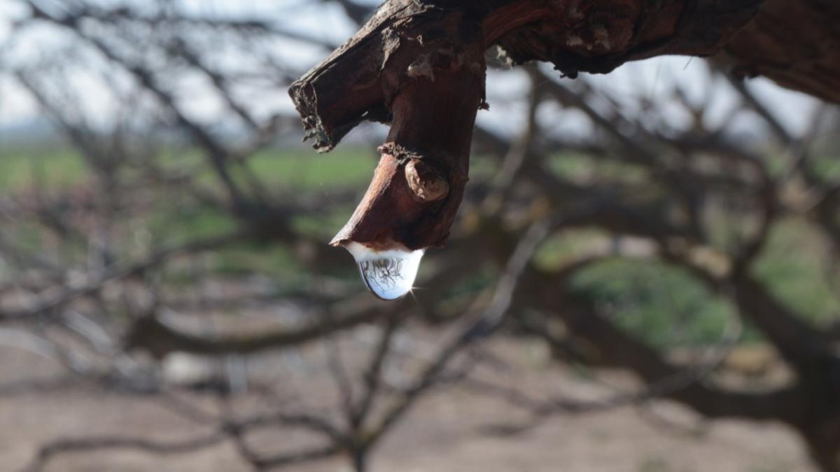 El arte de la savia de la vid