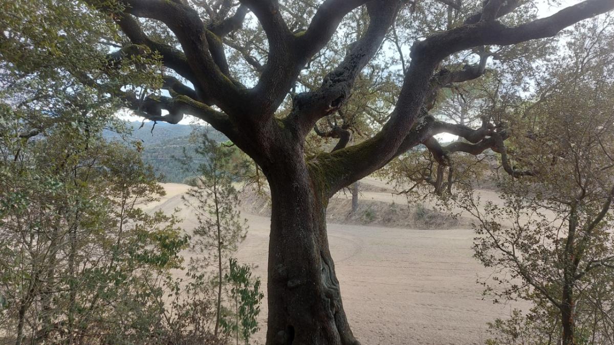 La gran encina superviviente del fuego
