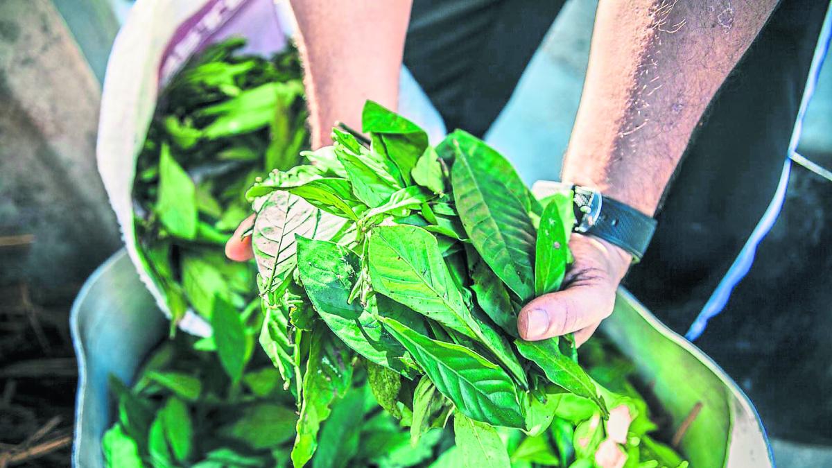 Viaje a la tierra de la ayahuasca