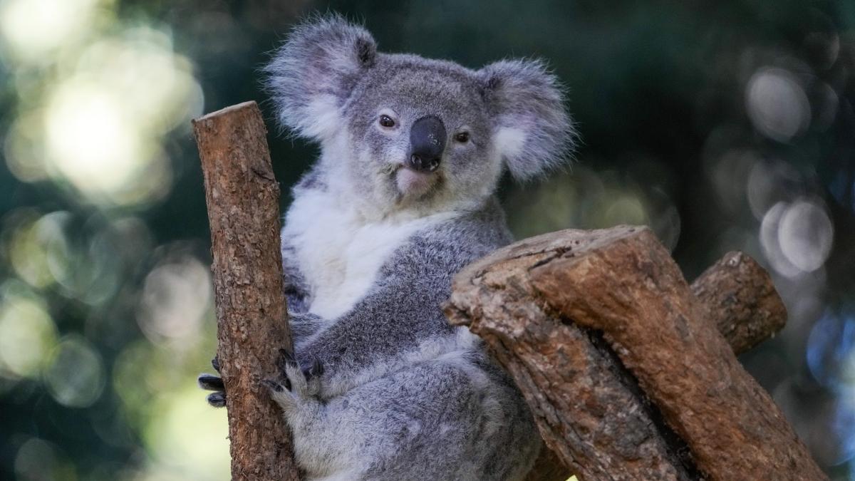 Prohibido abrazar a los koalas: un conocido santuario de Australia busca rebajar su estrés