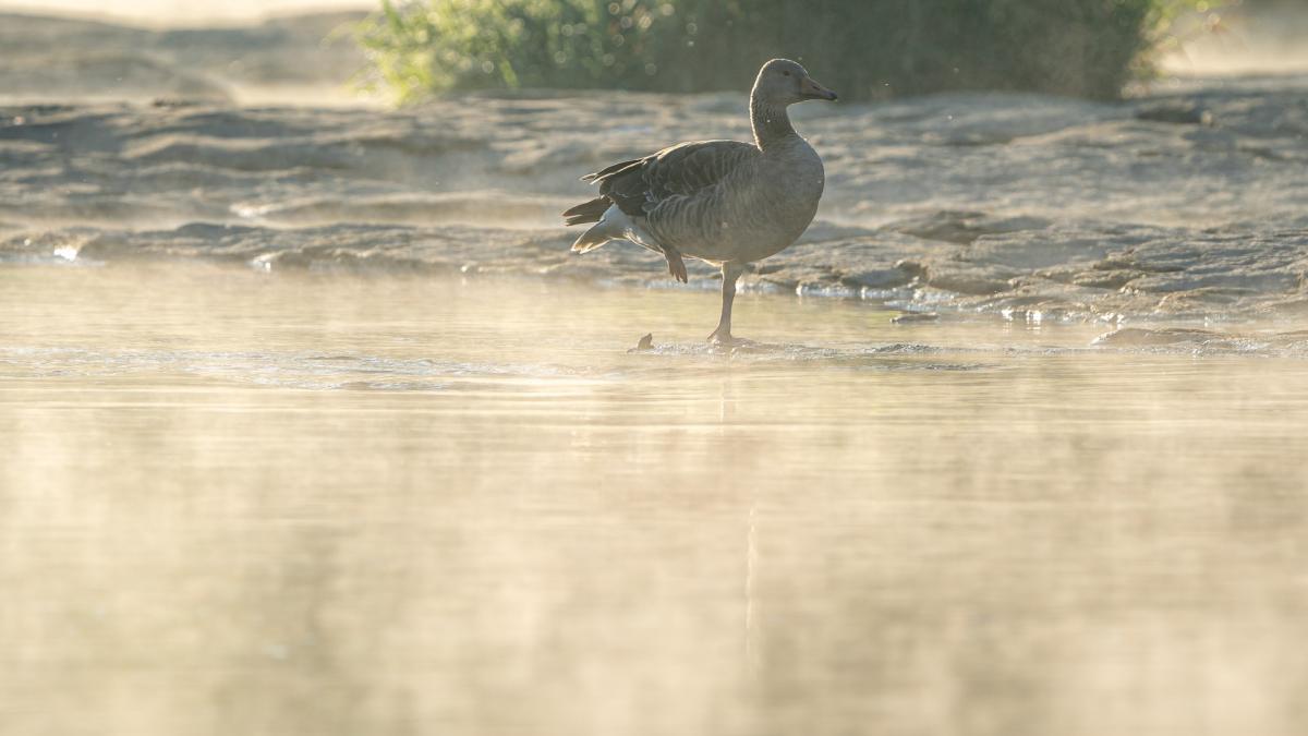 El juego de la oca saca humo en el Ter