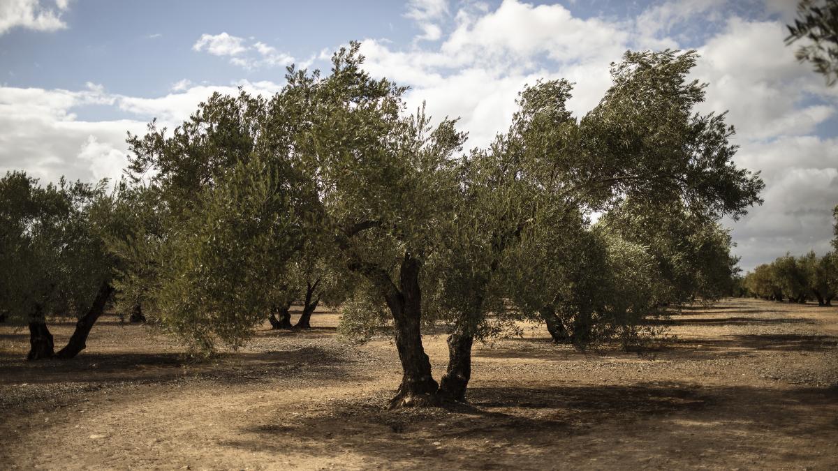 Fallece un trabajador al quedar atrapado en una tolva de aceitunas en Lucena (Córdoba)