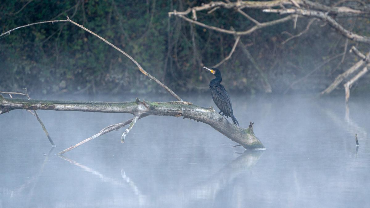 Cormoranes en el humo ártico del Ter