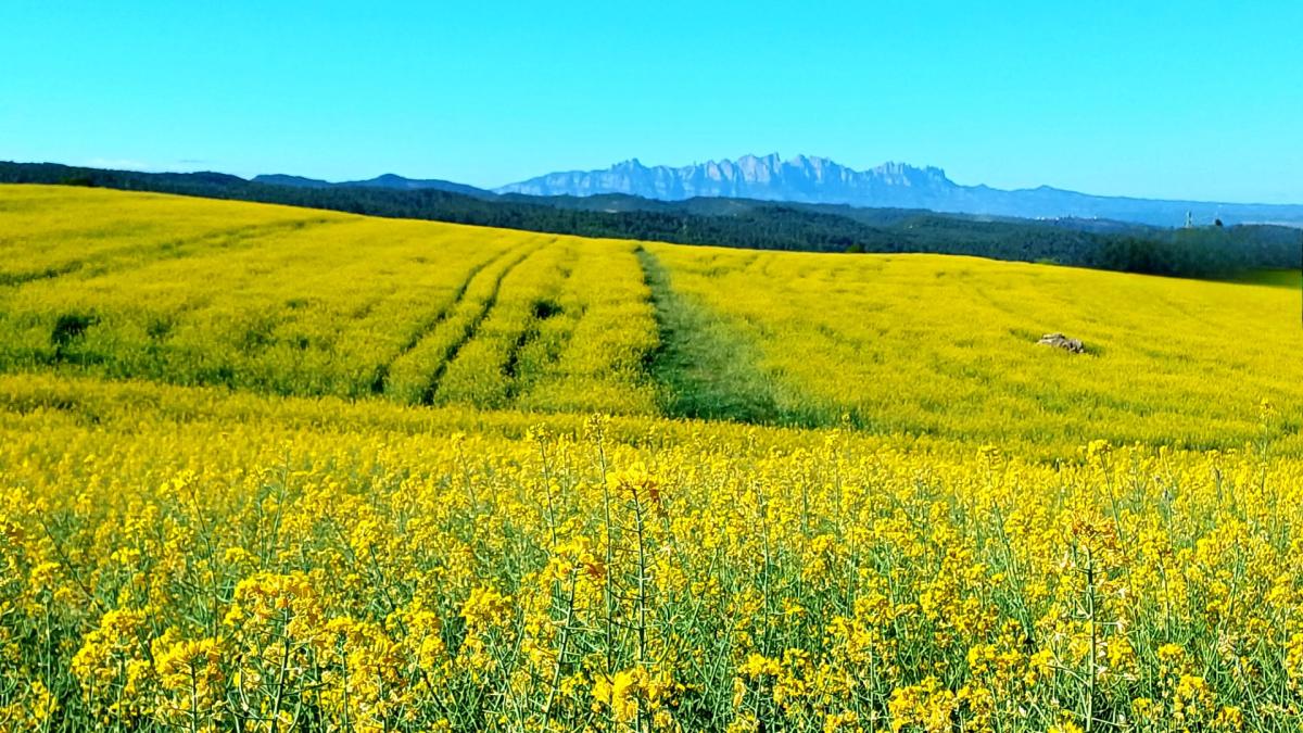 Los campos amarillos con vistas a Montserrat