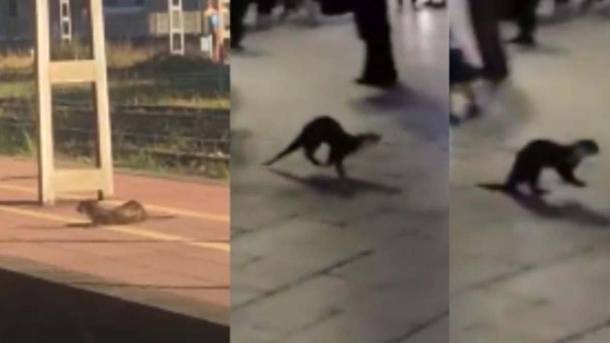 Una nutria se monta en un tren, muerde a un hombre y termina atrapada por la policía en un banco de Avilés