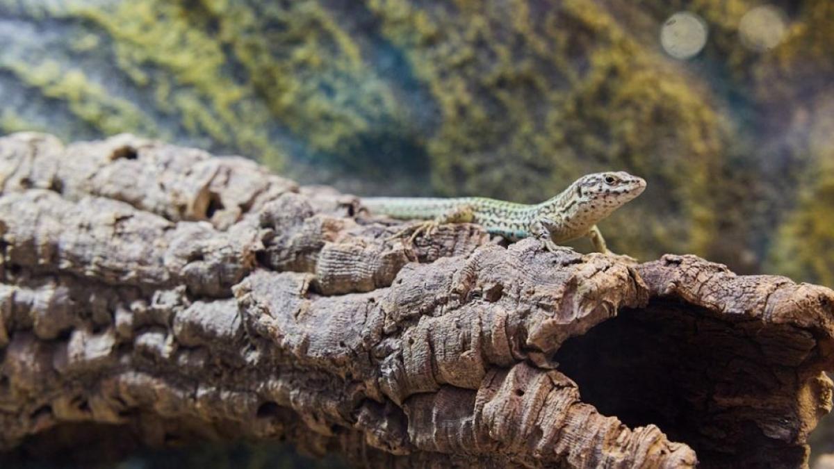 La lagartija y el ruiseñor