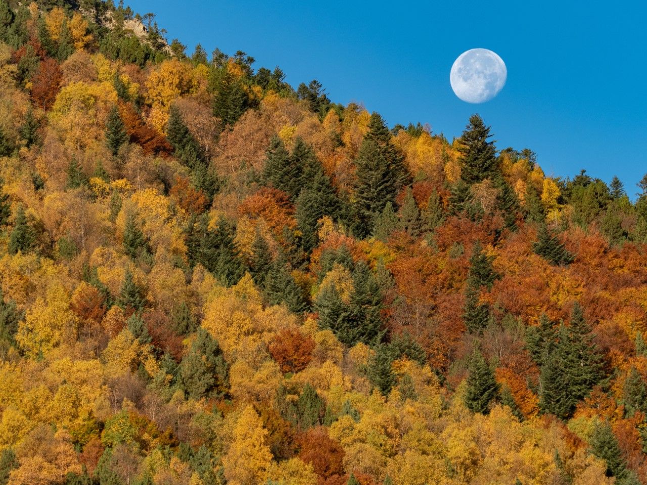 Encontrado un cadáver en descomposición en Setcases