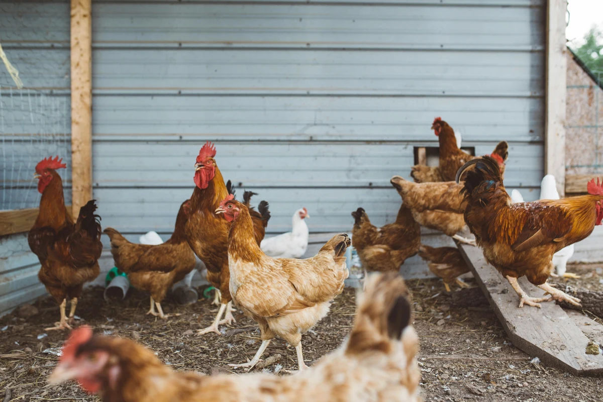 7 Tips Sukses Usaha Peternakan Ayam Petelur Skala Rumahan: Modal Kecil Untung Maksimal