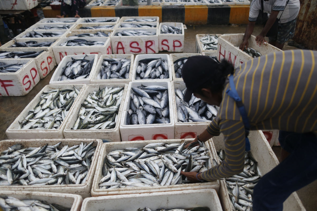  Analisis Pasar Ikan 2026: Prediksi Permintaan Ikan Nasional dan Proyeksi Dampak Program MBG