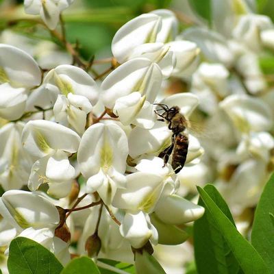 Acacia Honey from Jammu region — photo 4