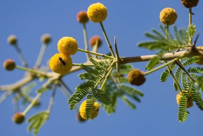 Acacia Honey from Jammu region — photo 1