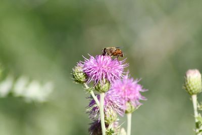 Alfalfa Honey from Jammu & Kashmir — photo 4
