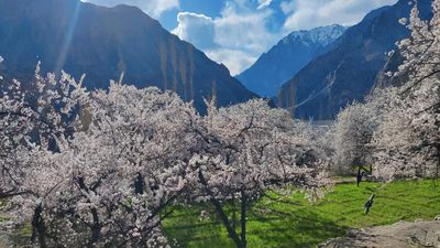 Ladakh Apricot from Ladakh — photo 5