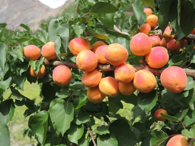 Ladakh Apricot from Ladakh — photo 3