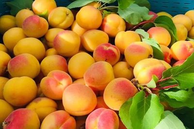 Ladakh Apricot from Ladakh — photo 4
