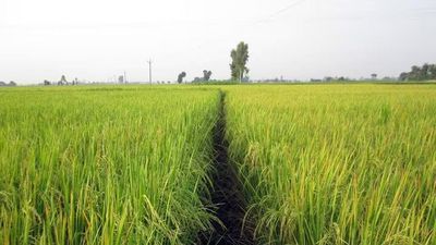 Basmati Rice from Jammu — photo 5