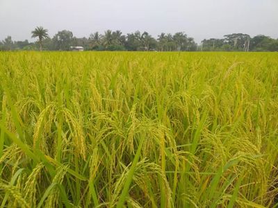 Basmati Rice from Jammu — photo 4