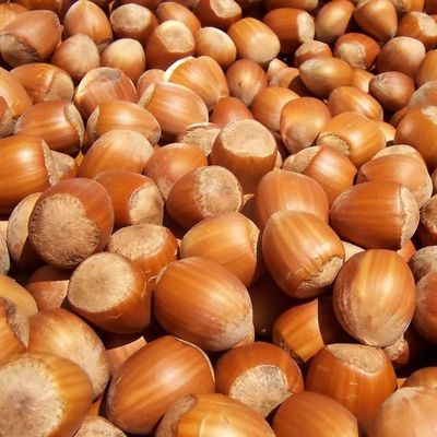 Hazelnuts from Sourcing region to be confirmed per lot — photo 1