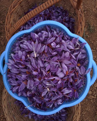 Mogra from Pampore and the Kashmir saffron belt — photo 2